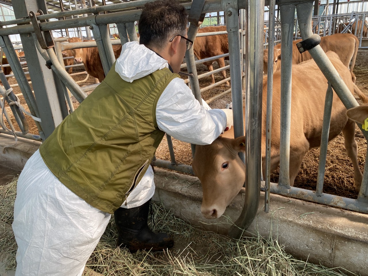 태백시, ‘2025년 하반기 구제역 백신 일제접종 실시’ 이미지 1