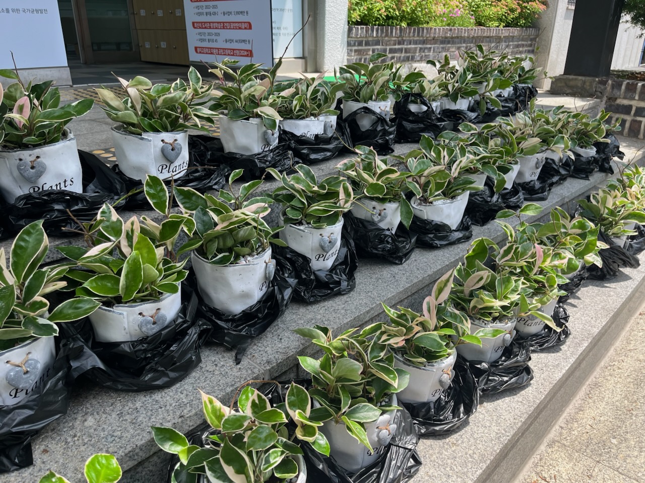 상장동 행정복지센터, 
홀몸 어르신 대상 반려식물 키우기 지원사업 실시 이미지 1